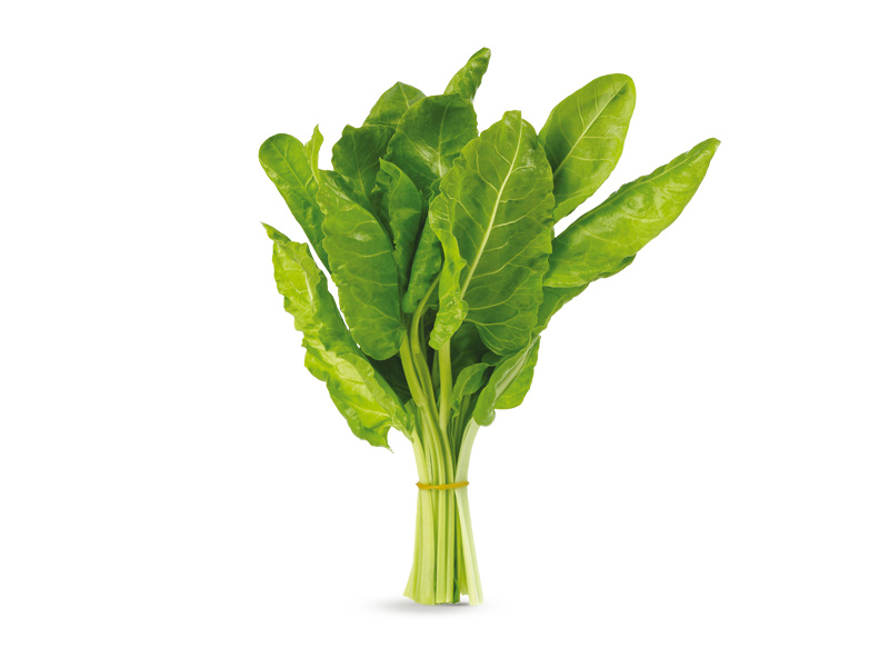 Bietolina | Orsini & Damiani