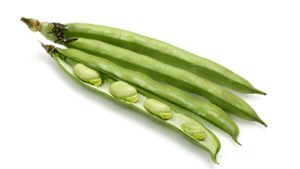 Fava - Verdura - Linea Base - Orsini & Damiani