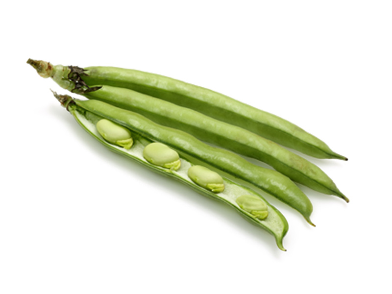 Fava - Verdura - Linea Base - Orsini & Damiani