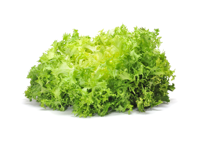 Indivia riccia Verdura - Linea Base - Orsini & Damiani