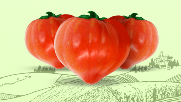Amorissimo. Il pomodoro buonissimo! | Orsini & Damiani