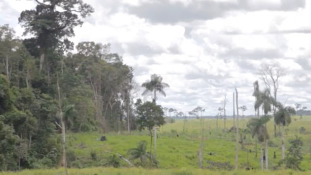 Orsini & Damiani e Coop, insieme a difesa dell'Amazzonia | Orsini & Damiani