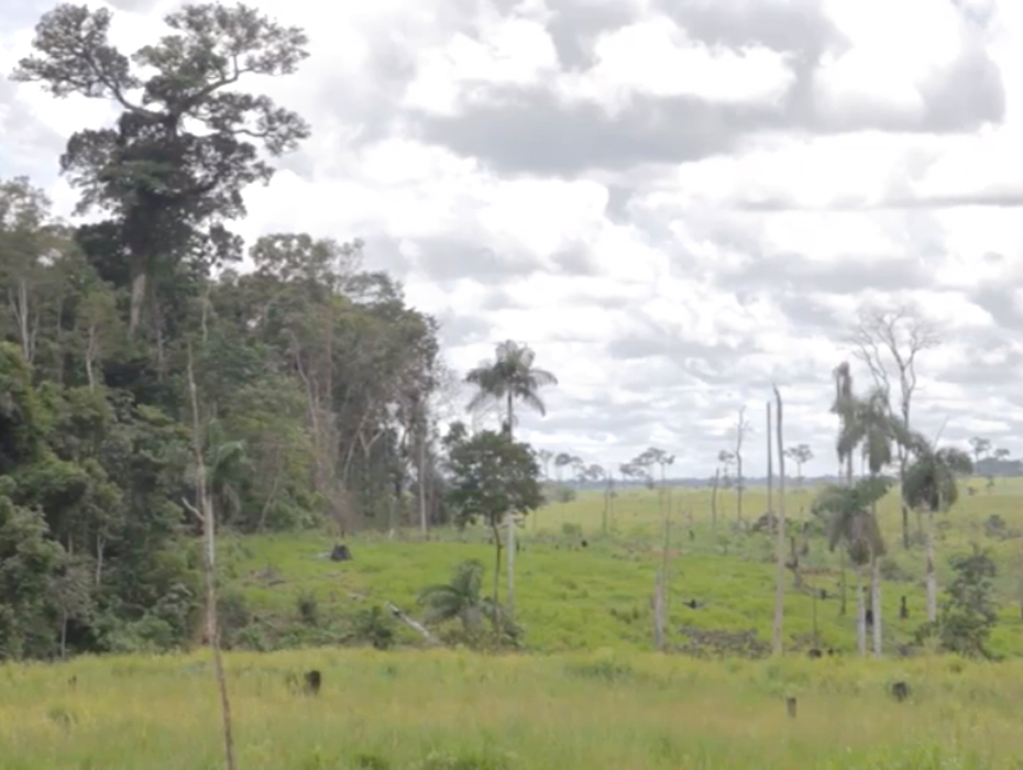 Orsini & Damiani e Coop, insieme a difesa dell'Amazzonia | Orsini & Damiani