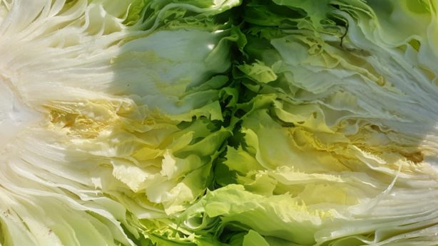 Caldo e siccità anticipano la raccolta della scarola | Orsini & Damiani