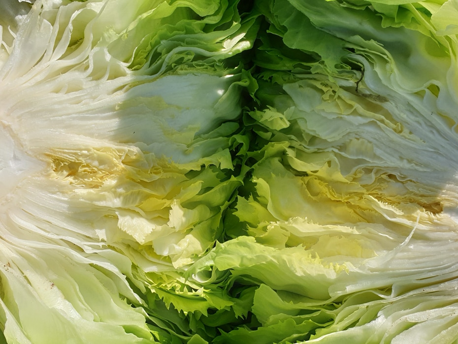 Caldo e siccità anticipano la raccolta della scarola | Orsini & Damiani